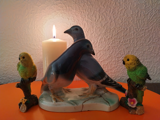 Sperling Klaus unter Egelsbach, Hessen