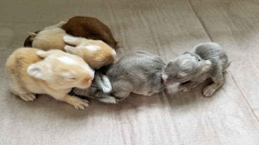 Pet Supply Store «The Pet Center», reviews and photos, 3725 Renee Dr, Myrtle Beach, SC 29579, USA