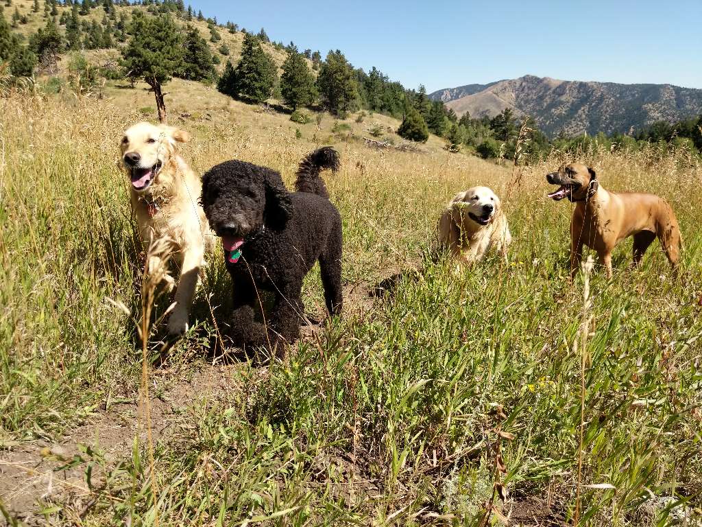 Boulder Doggie Adventures & Pet Sitting