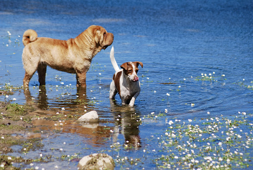 Kennel Blanding in Skuldelev, Frederikssund