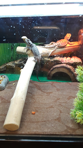 Pet Supply Store «PetSmart», reviews and photos, 476 Corwin Nixon Blvd, South Lebanon, OH 45065, USA