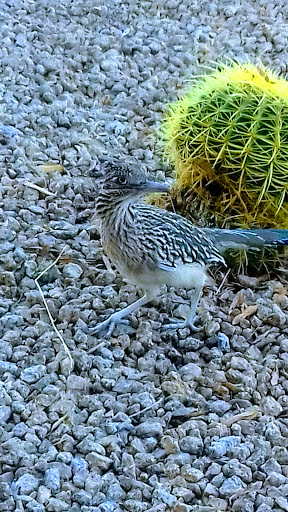 Golf Club «We-Ko-Pa Golf Club», reviews and photos, 18200 E Toh Vee Cir, Fort McDowell, AZ 85264, USA