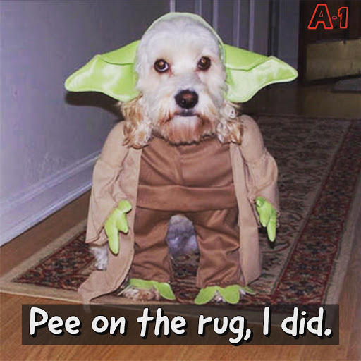 Carpet Cleaning Service «A-1 Cleaning Service, LLC», reviews and photos, 12 W 7th St, Eureka, CA 95501, USA