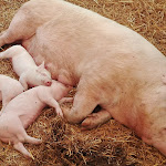 Photo n°3 de l'avis de Luiz.a fait le 17/05/2018 à 07:05 sur le  Sagra Paesana Bastia à Ravenna