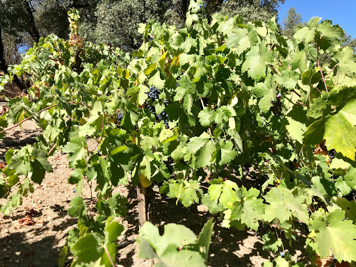 Winery «Beringer Vineyards», reviews and photos, 2000 Main St, St Helena, CA 94574, USA