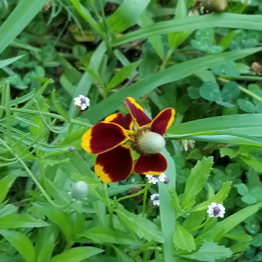 Park «Sparger Park», reviews and photos, 4301 Bedford Rd, Colleyville, TX 76034, USA