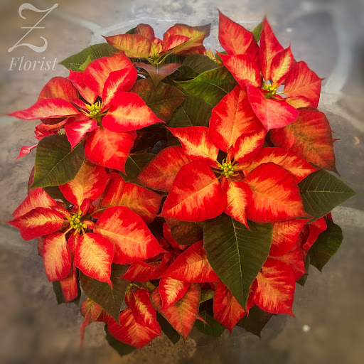 Florist «Z Florist», reviews and photos, 804 Mt Royal Blvd, Pittsburgh, PA 15223, USA