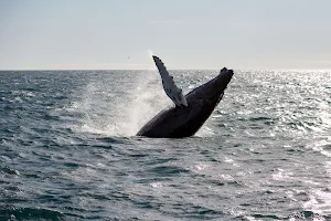 Reykjavik Sailors Whale Watching and Northern Lights Adventures image