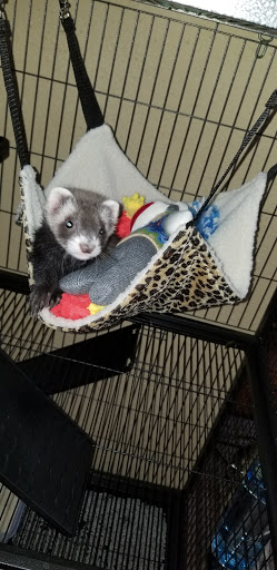 Pet Supply Store «Pet Supermarket», reviews and photos, 5325 US-19, New Port Richey, FL 34652, USA