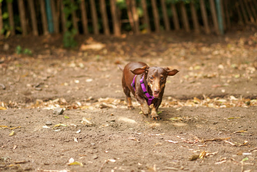Herbert Von King Park Dog Run image 9