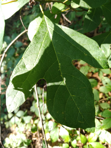 Park «Seton Falls Park», reviews and photos, E 233rd St, Bronx, NY 10466, USA