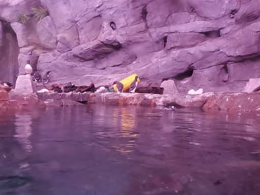 Aquarium «Georgia Aquarium», reviews and photos, 225 Baker St NW, Atlanta, GA 30313, USA