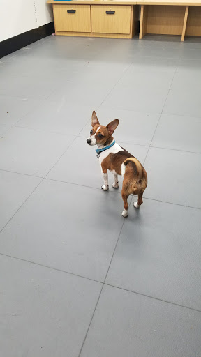 Pet Supply Store «Petco Animal Supplies», reviews and photos, 1574 N Dupont Hwy #300, Dover, DE 19901, USA