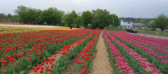 Vankleek Hill Tulip Fields