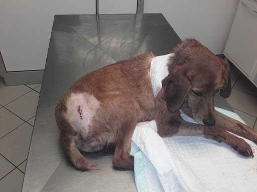 Pensioni per cani e dog hotel a Clinica Veterinaria Corridoni di Epis Giorgio e MilesiPaolo