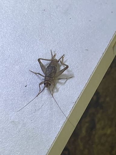 Pet Store «Birds & Beasts Pet Shop», reviews and photos, 35 Berkshire Dr # 18, Crystal Lake, IL 60014, USA