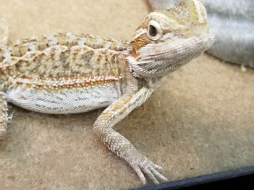 Pet Supply Store «PetSmart», reviews and photos, 238 Atlantic Ave, Brooklyn, NY 11201, USA