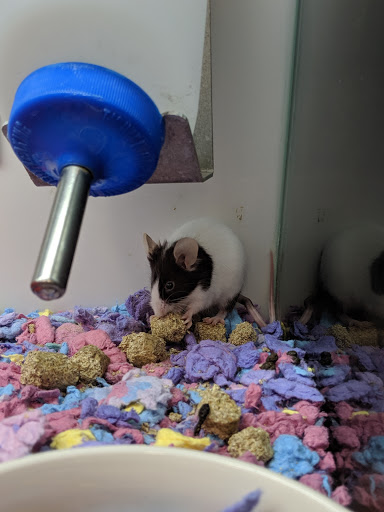 Pet Supply Store «Petco Animal Supplies», reviews and photos, 4345 U.S. 9, Freehold, NJ 07728, USA