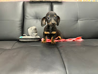 @GorgeousPuppies_ puppies for sale in miami - Photo 6 - Car repair in Miami, FL, Miami