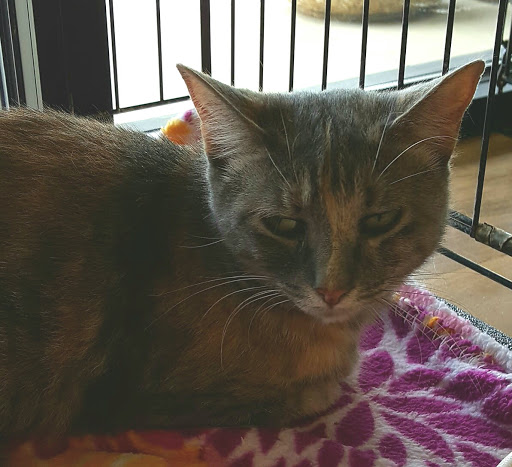 Pet Supply Store «Pet Supplies Plus», reviews and photos, 9 Waukegan Rd, Deerfield, IL 60015, USA