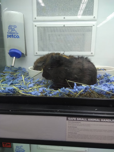 Pet Supply Store «Petco Animal Supplies», reviews and photos, 3246 N John Young Pkwy, Kissimmee, FL 34741, USA