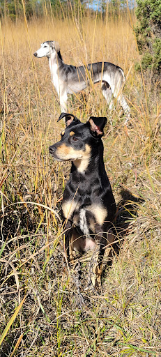 Dog Park «Beck Lake Off-Leash Dog Area», reviews and photos, 9700 Gloria Ct, Glenview, IL 60025, USA