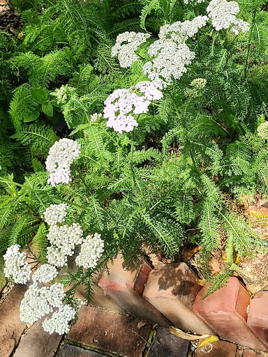 Plant Nursery «Wilcox Nursery», reviews and photos, 12501 Indian Rocks Rd, Largo, FL 33774, USA