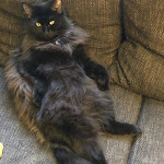 Photo n° 1 de l'avis de ISABELLE.E fait le 25/03/2021 à 07:52 pour Clinique Vétérinaire du Mesly - Créteil - Urgences 24/7 - Sevetys à Créteil