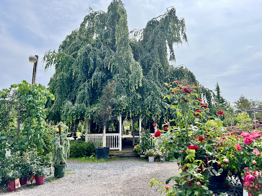 Florist «Bayport Flower Houses, Inc.», reviews and photos, 940 Montauk Hwy, Bayport, NY 11705, USA