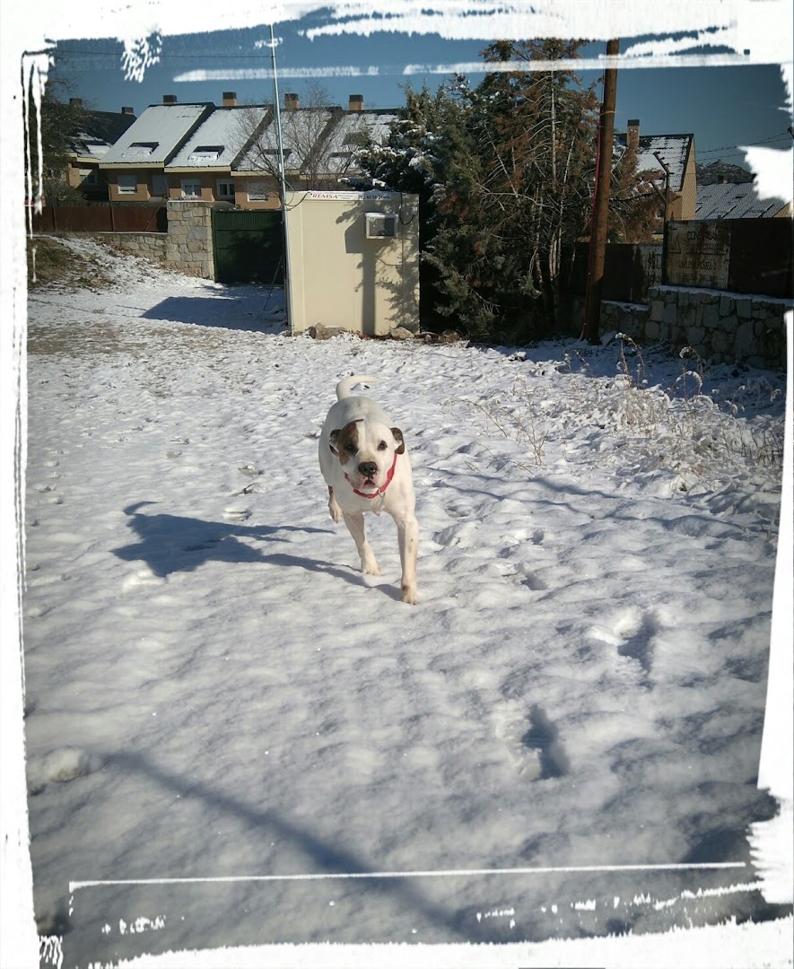 Centro de Acogida Animal