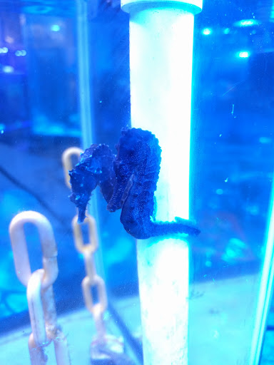 Aquarium «FJW AQUARIUM», reviews and photos, 3839 Mangum Rd, Houston, TX 77092, USA