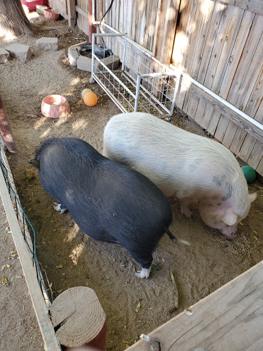 Produce Market «Blue Rooster Produce», reviews and photos, 23621 N 91st Ave, Peoria, AZ 85383, USA