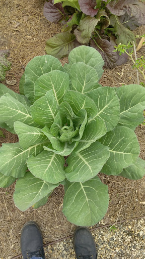 Garden «Bok Tower Gardens», reviews and photos, 1151 Tower Blvd, Lake Wales, FL 33853, USA