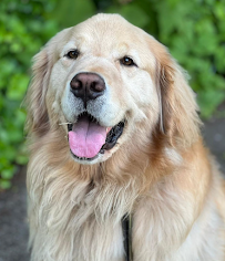 Tails & Trails, Inc - Photo 4 - Car repair in , Portland