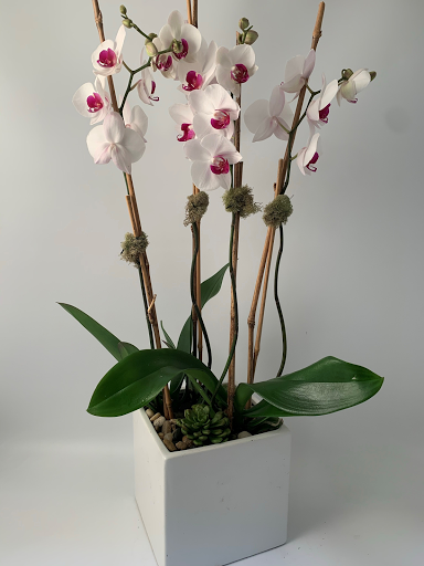 Florist «Blossoms», reviews and photos, 33866 Woodward Ave, Birmingham, MI 48009, USA