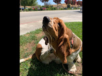 A Pet’s Best Friend - Photo 7 - Car repair in , Indio