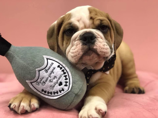 Pet Store «Furry Babies Inc», reviews and photos, 3340 Mall Loop Dr, Joliet, IL 60431, USA