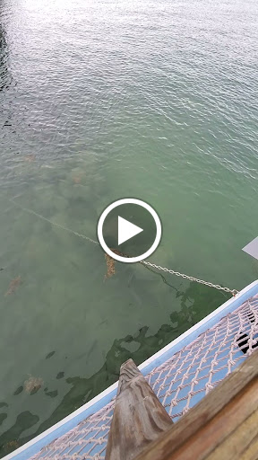 Aquarium «Florida Keys Aquarium Encounters», reviews and photos, 11710 Overseas Hwy, Marathon, FL 33050, USA