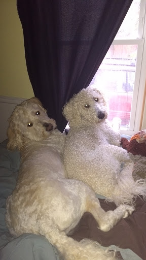 Pet Supply Store «Pet Supplies Plus», reviews and photos, 11972 Saginaw St, Mt Morris, MI 48458, USA