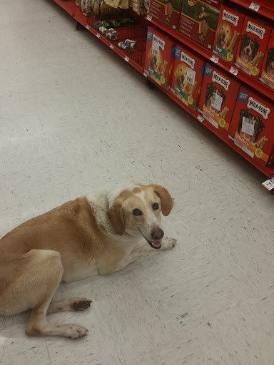 Pet Supply Store «Petco Animal Supplies», reviews and photos, 1049 S Willow St, Manchester, NH 03103, USA