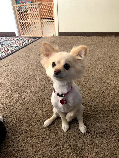 Aspen Grooming & Pet Supply, 2403 Santa Fe Dr # 6, Pueblo, CO 81006, USA, 