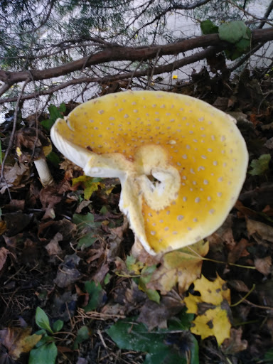 Grocery Store «Green Harbor General Store», reviews and photos, 40 Marginal St, Marshfield, MA 02050, USA