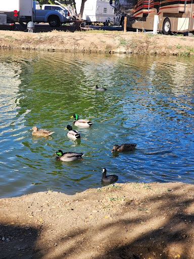 Thousand Trails Wilderness Lakes image