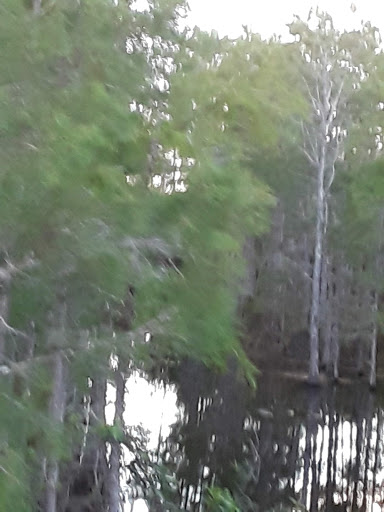 Nature Preserve «Loxahatchee Slough Natural Area», reviews and photos, 9060 W Indiantown Rd, Jupiter, FL 33478, USA