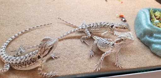 Pet Supply Store «Petco Animal Supplies», reviews and photos, 597 Hebron Rd #2, Heath, OH 43056, USA