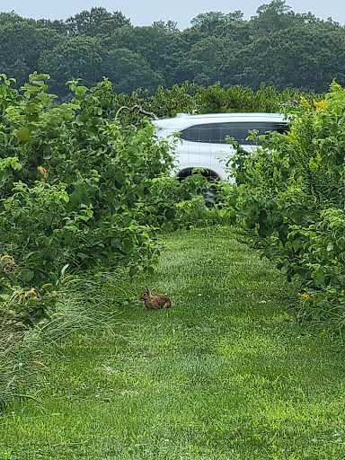 Farm «Lewin Farms», reviews and photos, 812 Sound Ave, Calverton, NY 11933, USA