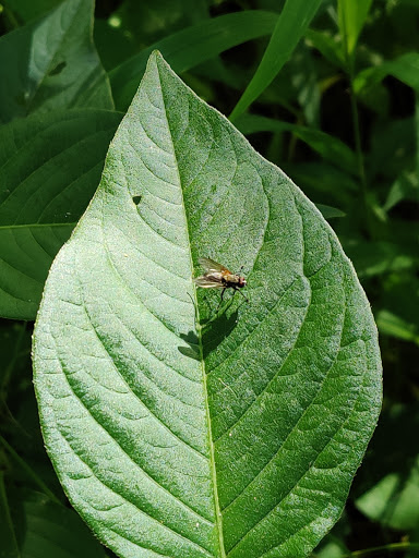 Park «Nyquist-Harcourt Wildlife Sanctuary», reviews and photos, 133 Huguenot St, New Paltz, NY 12561, USA