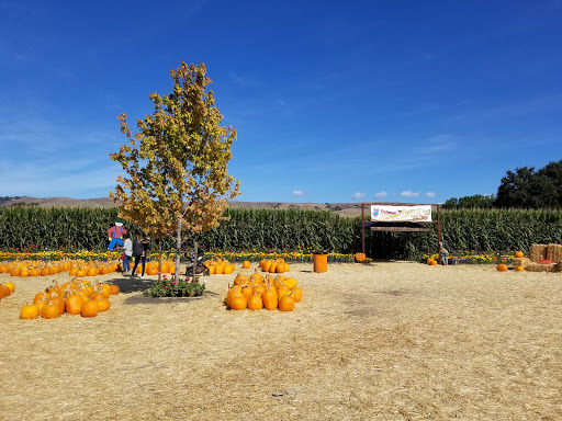 Pumpkin Patch «Spina Farms», reviews and photos, Santa Teresa Blvd, Morgan Hill, CA 95037, USA