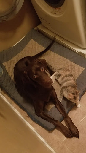 Pet Supply Store «PetSmart», reviews and photos, 849 E 23rd St, Panama City, FL 32405, USA