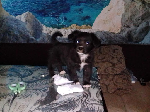 Clínica Veterinaria Salustiano en Loja